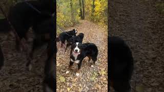 bernesedog bernerlove bmd barvommatterhorn bernesemountaindogs berner cute dogs happy [upl. by Upshaw]