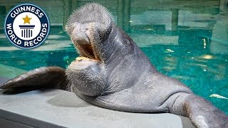 Oldest Manatee  Guinness World Records [upl. by Anecuza]