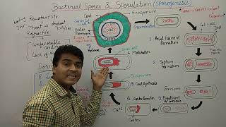 Bacterial Spore  Endospore Formation  Sporulation  Bacterial Spore Germination amp Formation  MCQ [upl. by Etheline272]