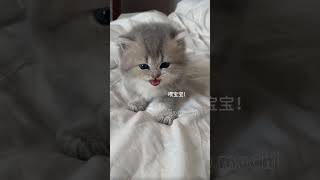 Discovered your little kitten❤️😺 hellomochi cat kitten cats badycat cutecat mochicat kucing [upl. by Melonie]