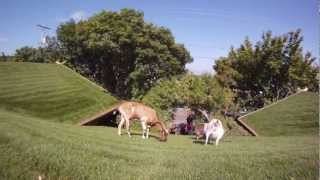 Goats on the Roof at Al Johnsons in Sister Bay Wisconsin 2012 [upl. by Anirbes273]