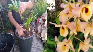 Como fazer muda de orquídea Dendrobium Moschatum [upl. by Marigolda60]