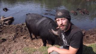 Met 27 stieren zwemmen in een plas bij de Dommel [upl. by Wack439]