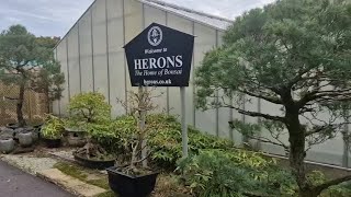 The one and only Herons Bonsai nursery tour [upl. by Ailefo]