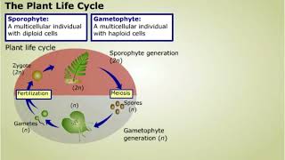 Plant Life Cycle [upl. by Giovanni660]