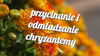 przycinanie i odmładzanie chryzantemy [upl. by Leicester]