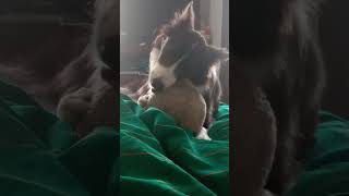 Buona pecorella il lupo è vegano bordercollie music puppy instavideo doglover [upl. by Asserac]