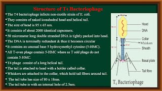 T4 Bacteriophage [upl. by Oleic]