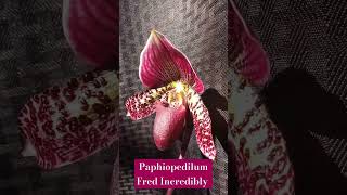 Paphiopedilum Fred Incredibly orchid paphiopedilum [upl. by Landers]