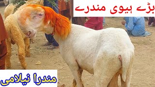 Mundra nilami Qurbani 2025 farming Tuesday Bazaar Chaudhary Imran ke offer atmundramandipakistan [upl. by Hoffmann873]