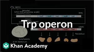 Trp operon [upl. by Chansoo641]