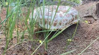 Giant Sawtooth Lentinus ponderosus  All Mushrooms Are Magic [upl. by Arriat297]