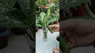 Propagate Dieffenbachia plant in water from soil youtubeshorts shorts ☘️☘️ [upl. by Etteroma]