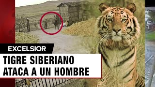 Tigre siberiano ataca a un hombre en la puerta de su casa [upl. by Ahtinak]