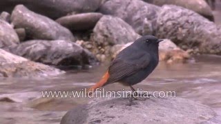 Plumbeous Redstart feeds in a Himalayan stream [upl. by Willyt]