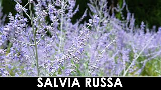 VErba Volant  Una Salvia diversa da solito [upl. by Lexy]