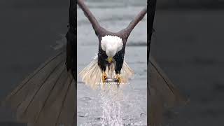 Majestic eagle in action Natures perfect hunter 🦅🐟 EagleHunting Wildlife  nature animation [upl. by Walling88]