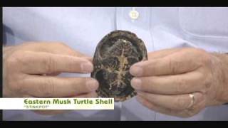 Nature Notes Eastern Musk Turtle Shell [upl. by Strephon50]