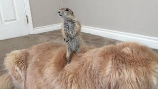 Baby prairie dog climb dog yahoo and fall on face [upl. by Trust633]