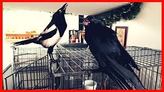 Talking magpie teasing pet Crow [upl. by Cullin]