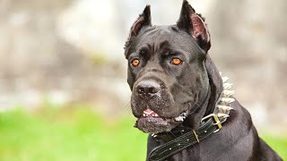 How Strong Is a Cane Corso’s Bite Force [upl. by Berman]