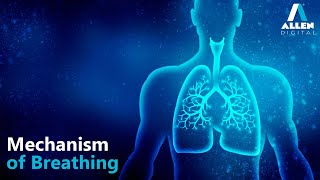 Mechanism of Breathing  Breathing and Exchange of Gases  Biology  Allen Digital [upl. by Bria]