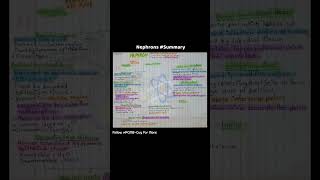 nephrons summary biology exctreatorysystem pcmbguy pcmbnotes [upl. by Gun]