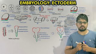 Neurulation and Organogenesis from Ectoderm  Embryology of Ectoderm [upl. by Salchunas]