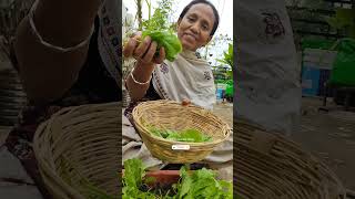 Vegetable Harvest At Home🔥Vegetable Harvesting Video🥦Vegetable Kaise Ugaye✨ashasgardenstoryshorts [upl. by Yeargain]