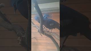 2 Love Birds 🐦💕 vlog zoo [upl. by Perr]