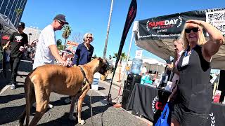 Cash 20 Great Dane at the Sherman Oaks Street Fair 2024 3 of 14 [upl. by Otis]