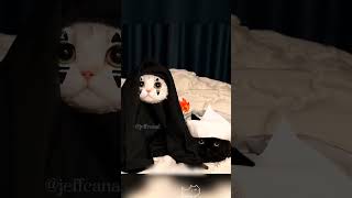 shortvideo funny halloween petschannel yourpet mycatchannel cat pets [upl. by Asilec]