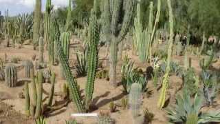 Cactus Slideshow Comparison  Stenocereus griseus vs S pruinosus [upl. by Ydnarb]