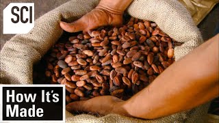 How Its Made Cocoa Beans [upl. by Dlarrej307]