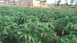 Amazing Ansal F1 tomatoes at 5 weeks jimtho2023 [upl. by Ondrea]