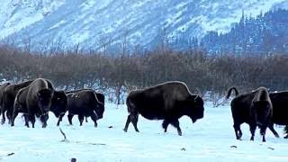 Wood Bison Alaska Buffalo Herd on the Run  Alaska Wildlife Conservation Center [upl. by Elora]