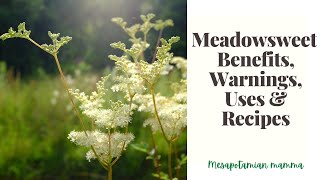 Meadowsweet benefits Uses and Recipes [upl. by Aserej]