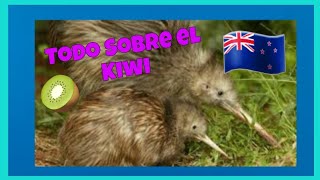 Todo Sobre el Kiwi Apteryx 🇳🇿🥝😯 [upl. by Urson425]