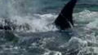 Orca Attack on Great White [upl. by Naaman]