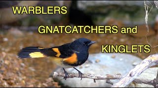 Warblers Gnatcatchers Kinglets Feisty Birds NARRATED [upl. by Hegarty]