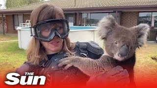 British TV reporter pranked into thinking koala was dangerous drop bear [upl. by Fortier]