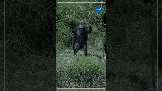 Exploring the Fascinating World of Chimpanzees shorts animals animalsvideo chimpanzee [upl. by Ardnasela]