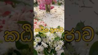 කඨින පූජාව 2024 Shorts [upl. by Hoeve62]