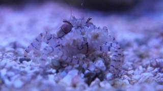 Pom Pom Crab eating mysis shrimp [upl. by Ellevehs]