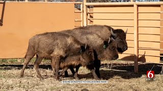 Quapaw Nation Donates Bison To Owasso Couple After Theirs Were Found Murdered [upl. by Analahs]