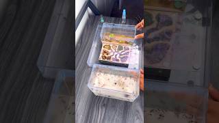 Moving My Pet Ants  Harvester Ants Pogonomyrmex badius [upl. by Bolling317]