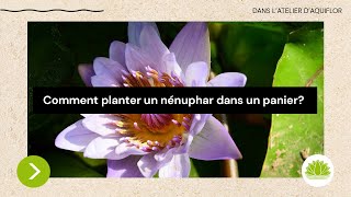 Comment mettre des nénuphars dans un bassin Comment planter un nénuphar dans un panier [upl. by Ayila972]