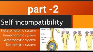 self incompatibility homomorphic system gametophytic system sporophytic system [upl. by Gilus107]