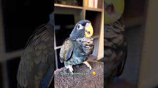 Honest Baby Bronzewinged Pionus Parrot Noises Begging or laughing parrot [upl. by Leifer]