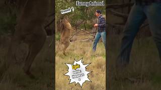 Kangaroo Vs man  Funny Shorts youtube animals kangaroo [upl. by Jit]